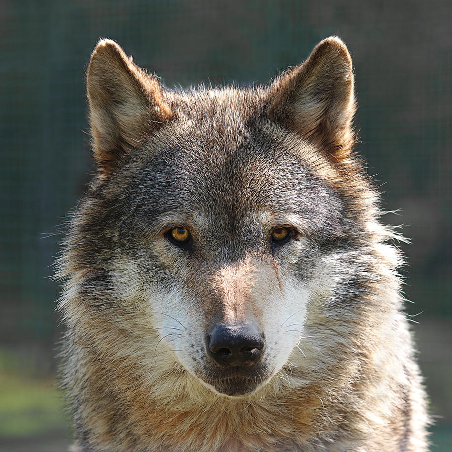 Alpha Male Wolf - Im Watching You Photograph by Gill Billington