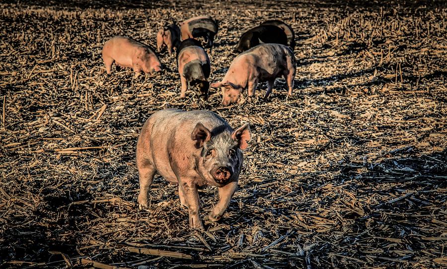 Alpha Pig Photograph by Ray Congrove