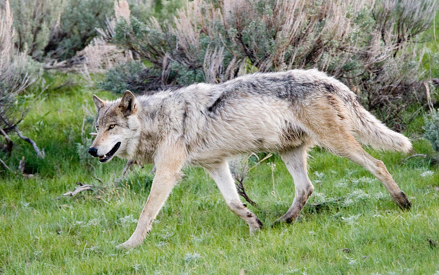 Yellowstone National Park Photograph - Alpha Wolf on the Move by Max Waugh