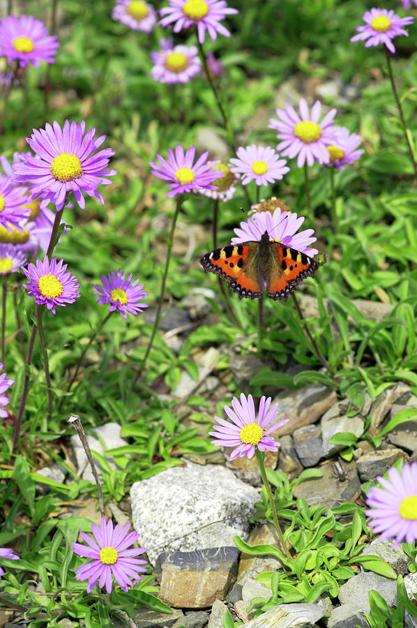 Butterfly Photograph - Alpine Asters (aster Alpinus) by Brian Gadsby/science Photo Library