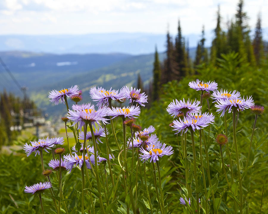 Alpine Asters Photograph by Theresa Tahara