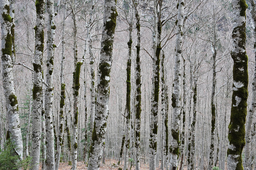 Alpine Birch Forest In Spring Photograph by Franz Aberham