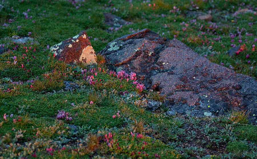 Alpine Blush Photograph by Jim Garrison