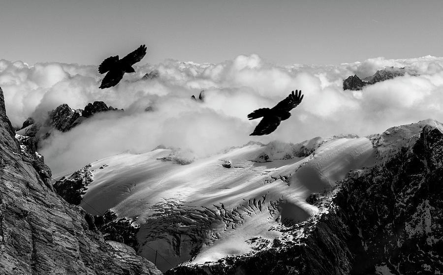 Alpine Choughs And Snow-covered Alps Photograph by K Jayaram/science Photo Library