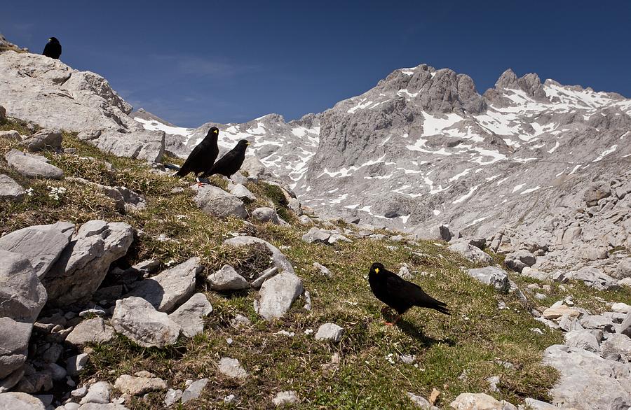 Alpine choughs, Spain Photograph by Science Photo Library
