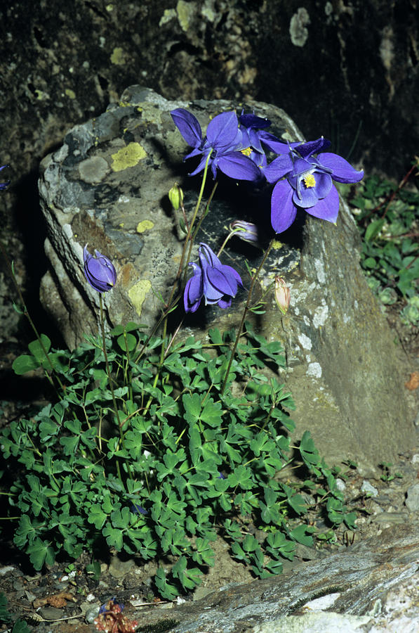 Nature Photograph - Alpine Columbine Flowers by Brian Gadsby/science Photo Library