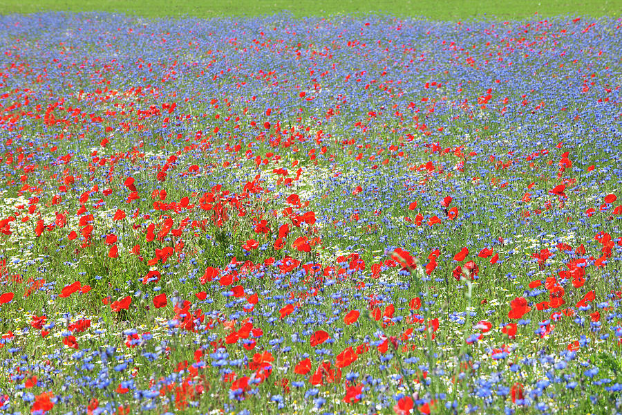 Alpine Flower Meadows Photograph by Andrew Bret Wallis