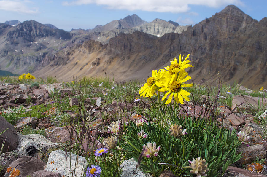 Alpine Flowers Photograph by Aaron Spong
