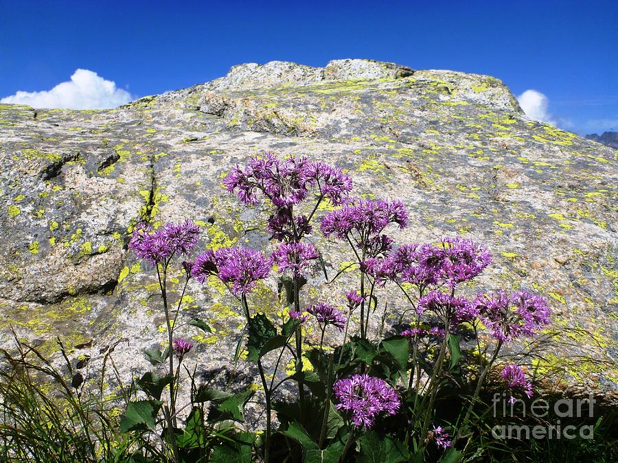Alpine Flowers Photograph by Cristina Stefan