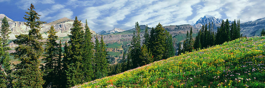 Grand Teton National Park Photograph - Alpine Flowers In A Field by Panoramic Images