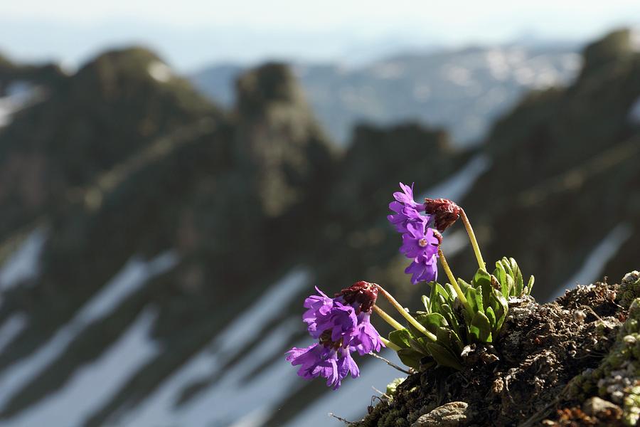 Alpine Flowers Photograph by Martin Rietze