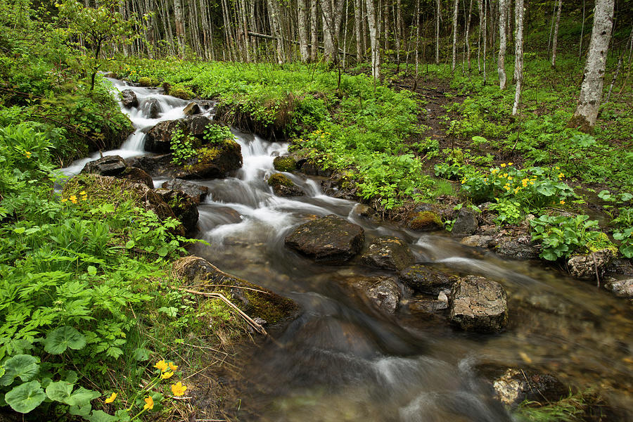 Alpine Forest And Stream In Spring Photograph by Duncan Shaw