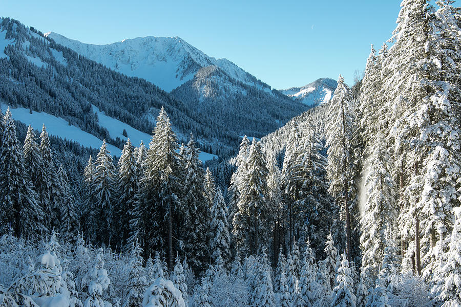 Alpine Forest Photograph by Getty Images Verkauf