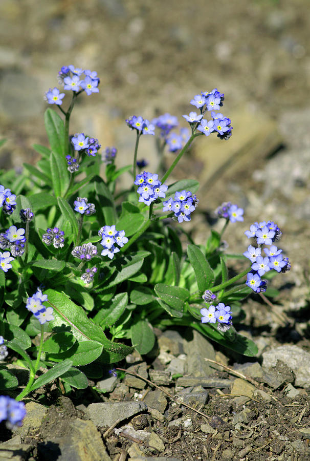 Alpine forget-me-not (Myosotis alpestris) Flower, Leaf, Care, Uses -  PictureThis