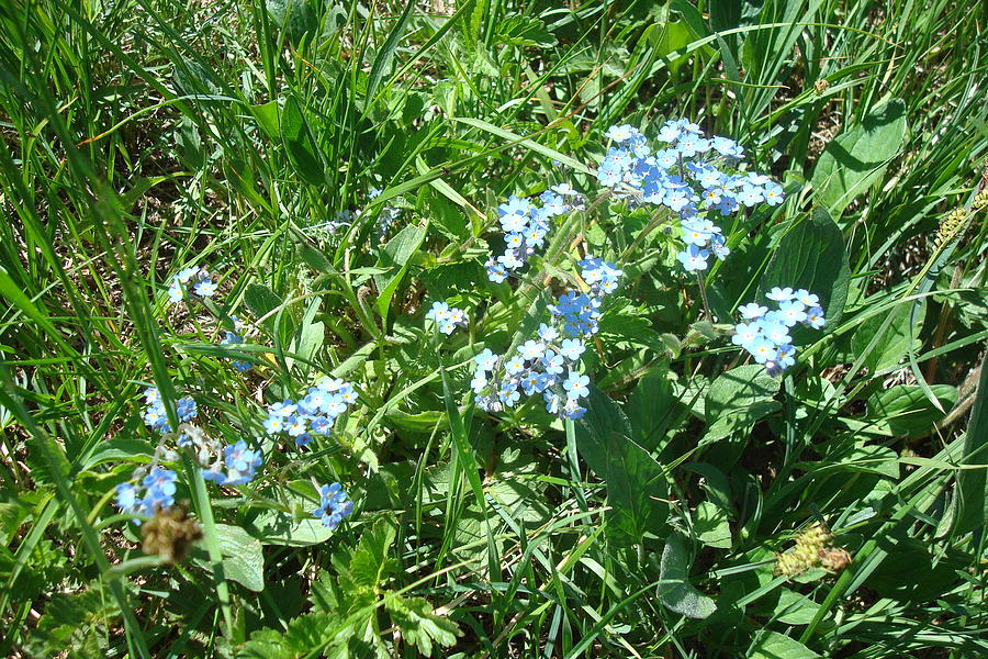Alpine Forget Me Not Photograph by Susan Woodward