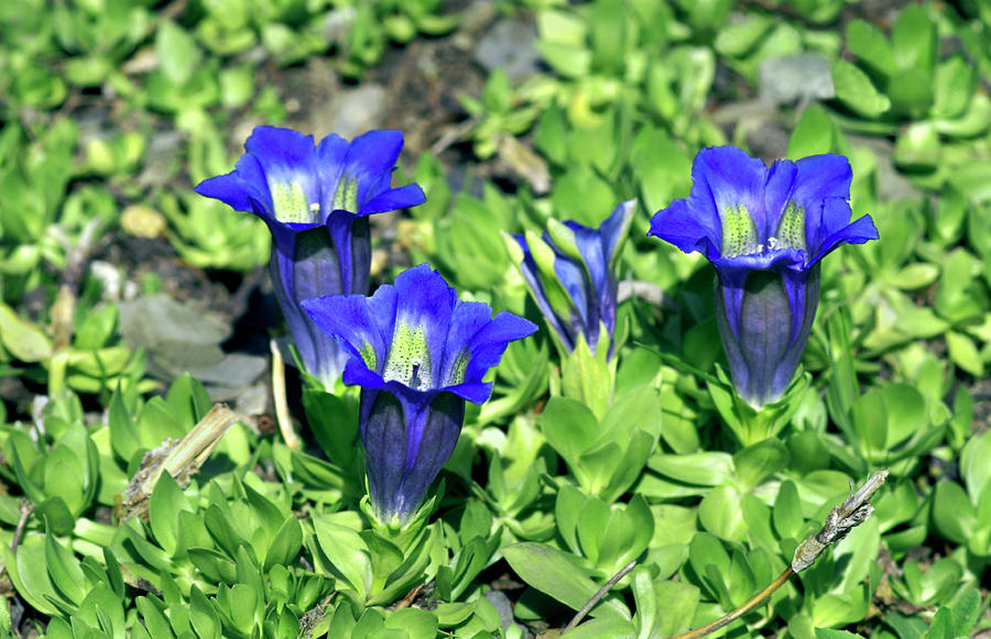 Nature Photograph - Alpine Gentian (gentiana Alpina) by Brian Gadsby/science Photo Library