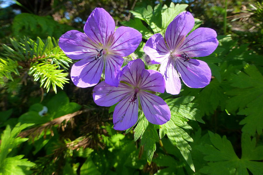 Alpine Geraniums Photograph by Juanita Witkop - Fine Art America