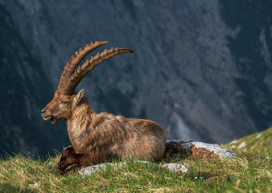 Mountain Photograph - Alpine Ibex by Ales Krivec