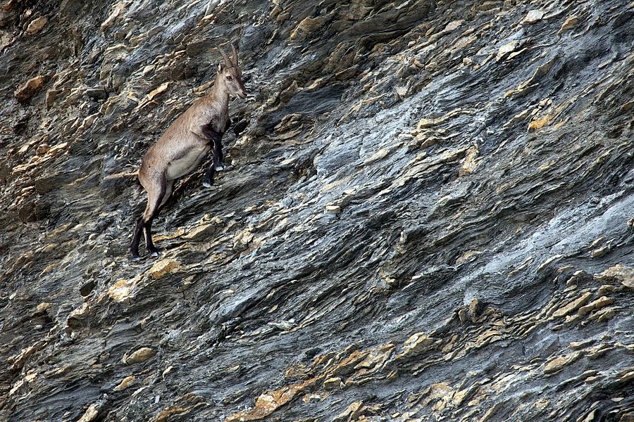 Animal Photograph - Alpine Ibex by Alex Hyde