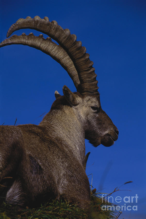 Alpine Ibex Photograph by Art Wolfe