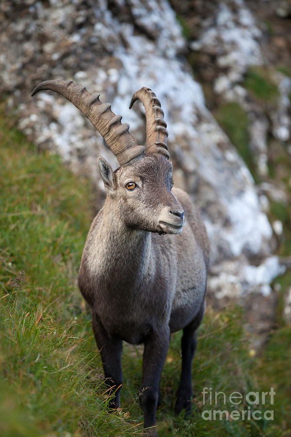 Alpine Ibex Photograph by Bernd Rohrschneider