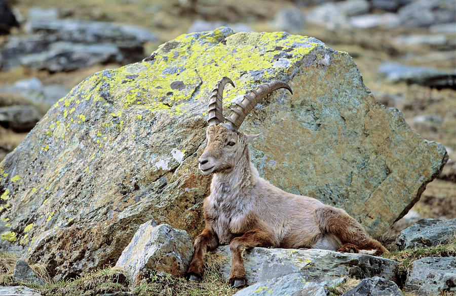 Gran Paradiso National Park Photograph - Alpine Ibex (capra Ibex by Martin Zwick