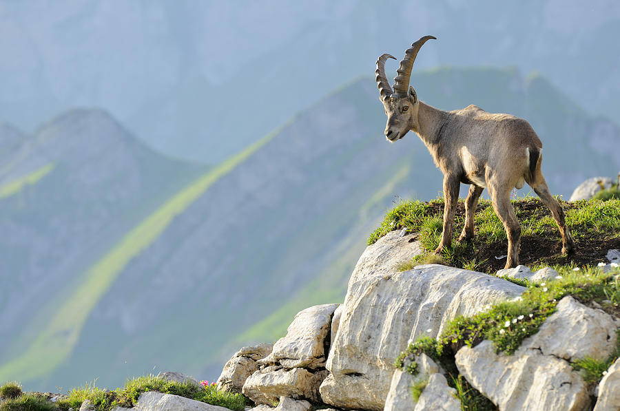 Alpine ibex (Capra ibex), standing on rock ledge Photograph by Stefan Huwiler