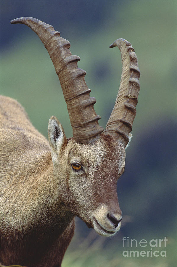 Alpine Ibex, Close-up Photograph by Art Wolfe - Pixels