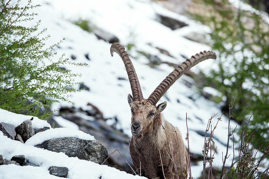 Spring Photograph - Alpine Ibex by Dr P. Marazzi