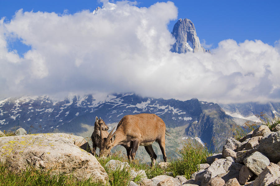 Alpine ibex family Photograph by Mircea Costina Photography