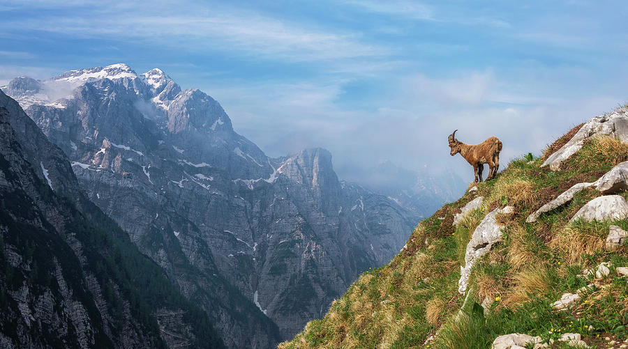 Mountain Photograph - Alpine Ibex In The Mountains by Ales Krivec