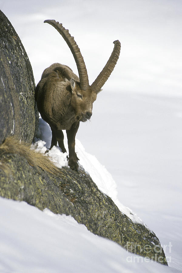 Alpine ibex in winter Photograph by Arterra Picture Library