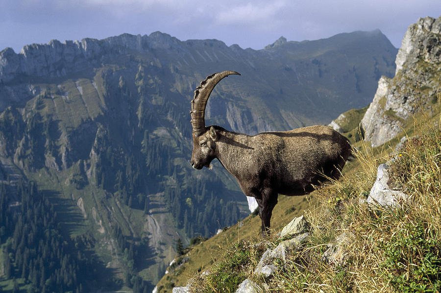 Alpine Ibex Male In Swiss Alps Photograph by Konrad Wothe