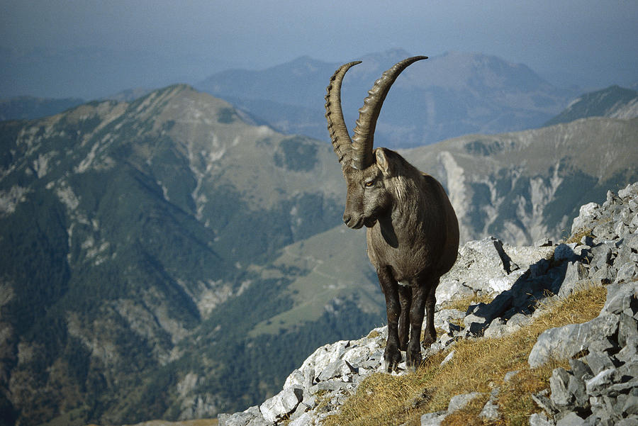 Alpine Ibex Male In The Swiss Alps Photograph by Konrad Wothe