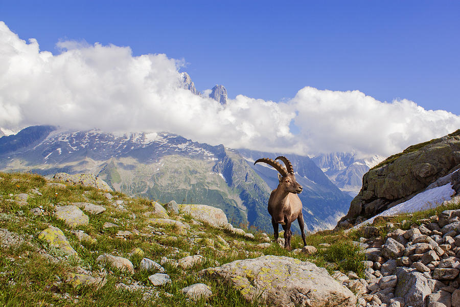 Alpine ibex Photograph by Mircea Costina Photography