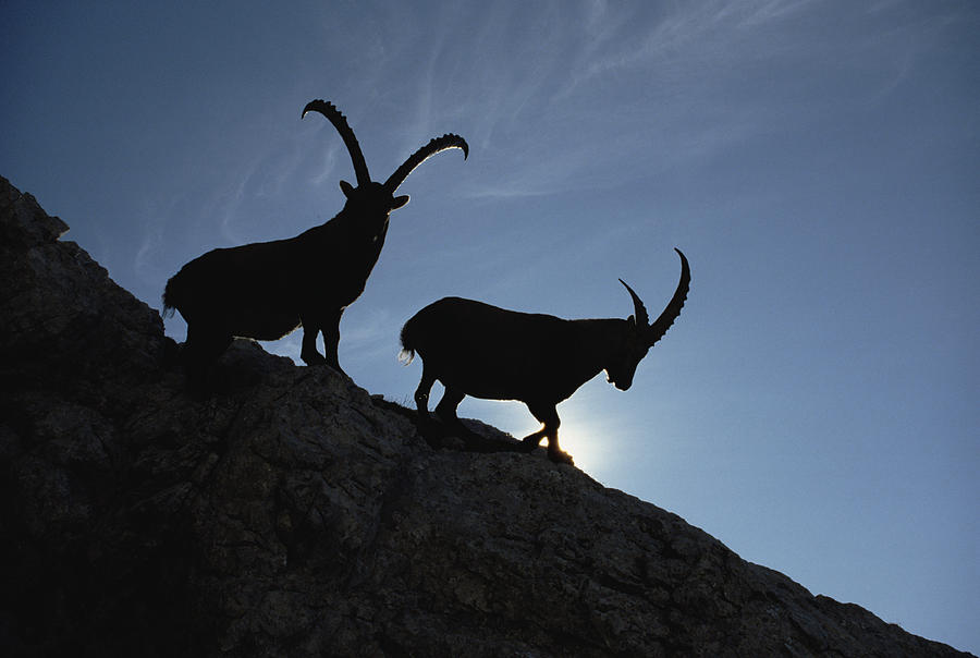 Alpine Ibex Pair On Cliff Aosta Valley Photograph by Konrad Wothe