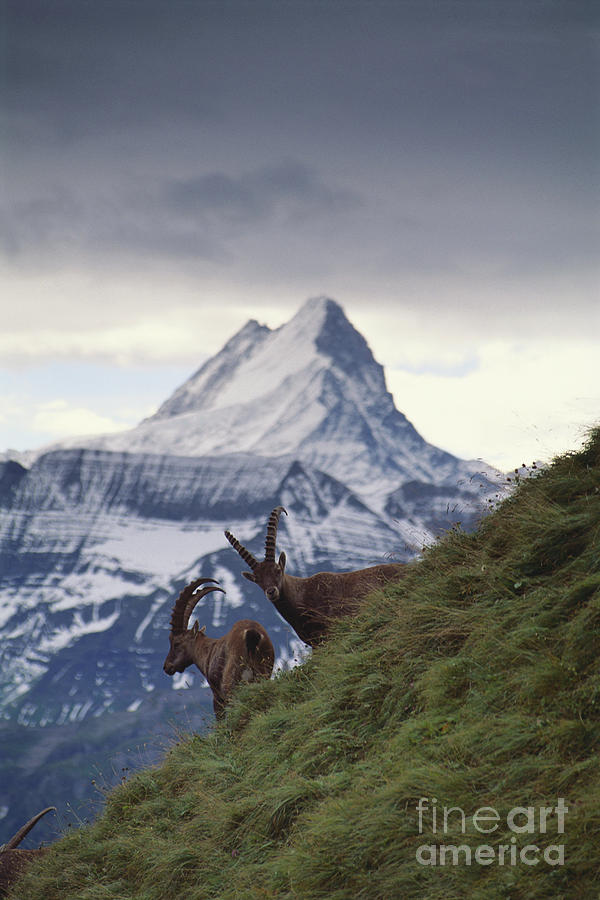 Alpine Ibex Standing On Cliff Photograph by Art Wolfe
