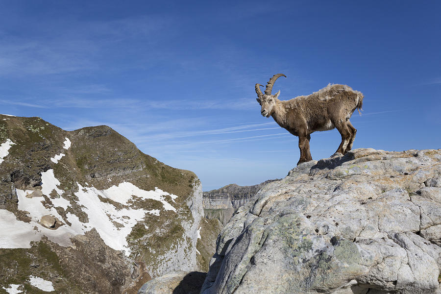 Alpine Ibex Swiss Alps Photograph by Bernd Rohrschneider