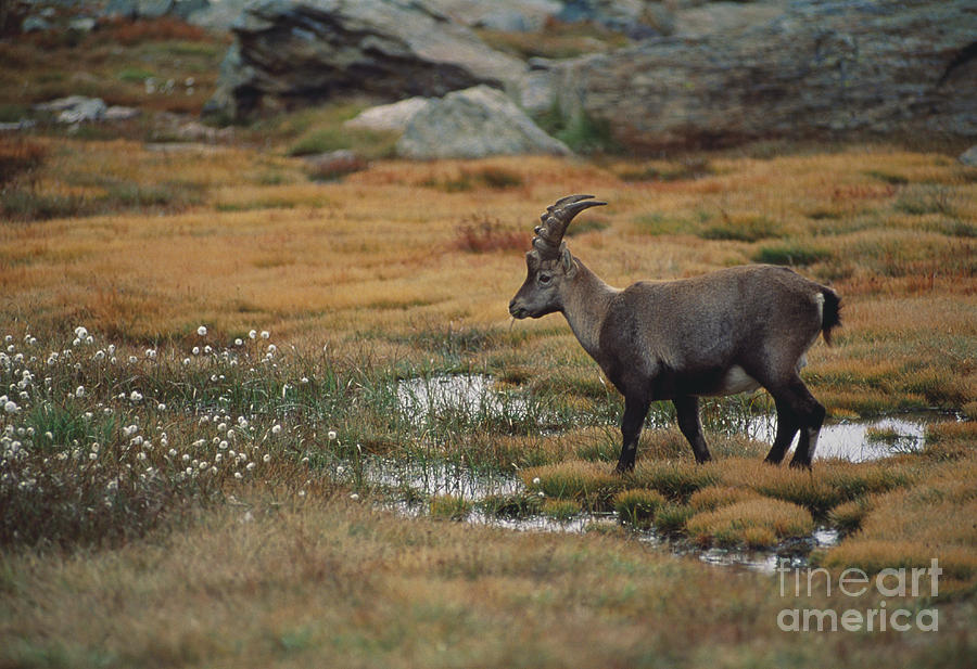 Alpine Ibex Walking Photograph by Art Wolfe