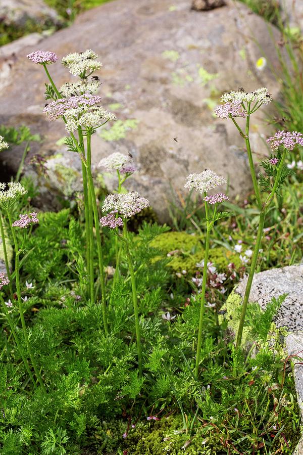 Alpine Lovage (ligusticum Mutellina) In Flower Photograph by Bob Gibbons/science Photo Library