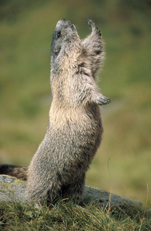 Alpine Marmot Photograph by Duncan Usher