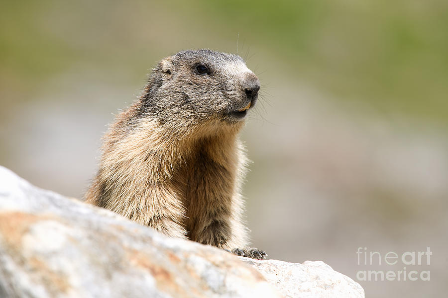 Alpine Marmot Photograph by Frank Derer