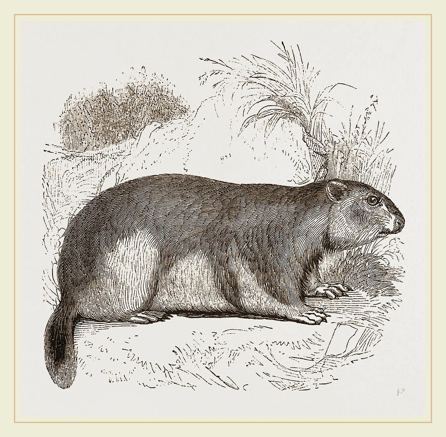 Alpine Marmot Drawing by Litz Collection Fine Art America