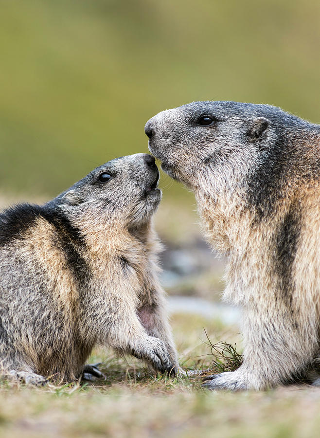 Alpine Marmot (marmota Marmota Photograph by Martin Zwick - Fine Art ...