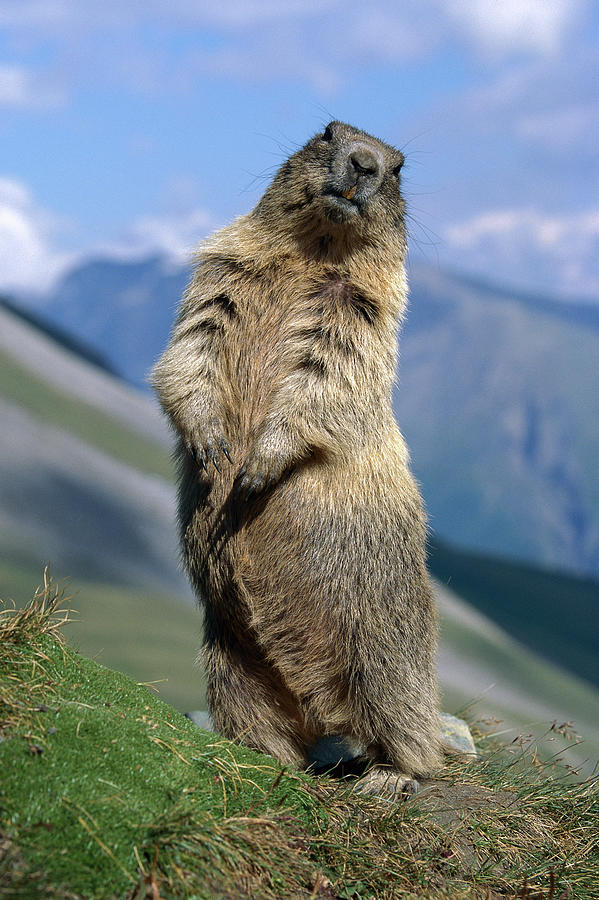 Alpine Marmot Sitting Up Photograph by Ingo Arndt