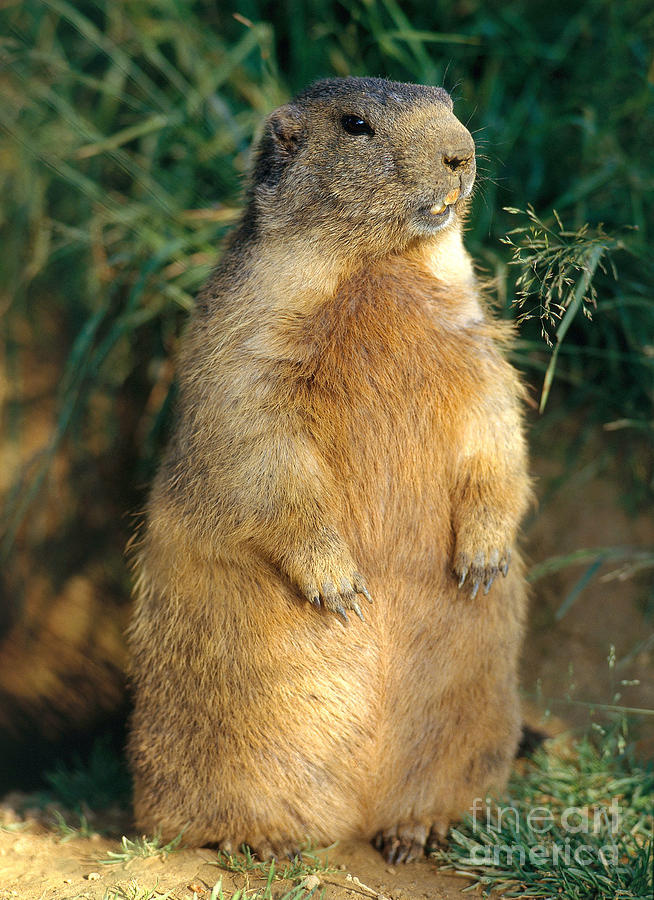 Alpine Marmot Photograph by St. Meyers