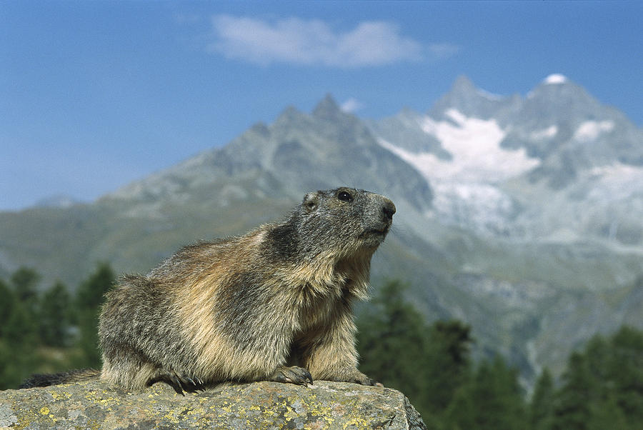 Alpine Marmot Switzerland Photograph by Konrad Wothe
