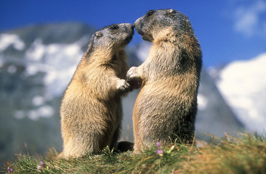 Alpine Marmots Photograph by Duncan Usher