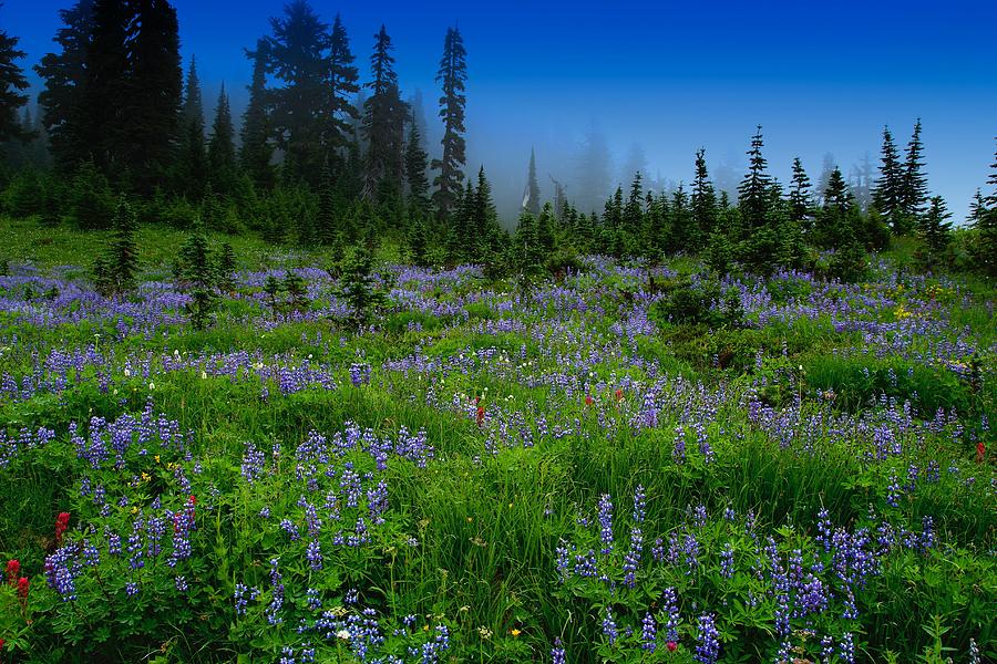 Alpine Meadow 2 Photograph by Lynn Hopwood - Pixels