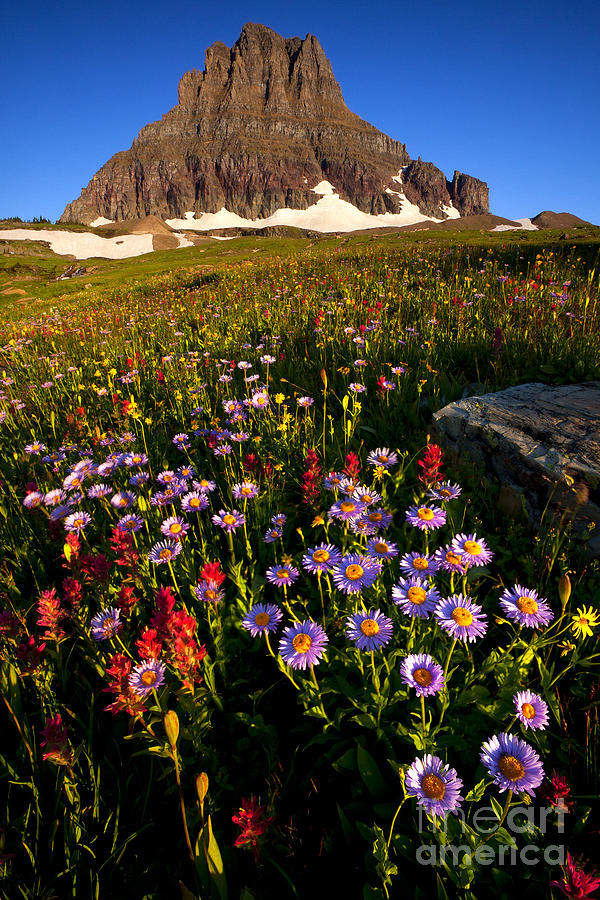 Alpine Meadow Photograph by Aaron Whittemore